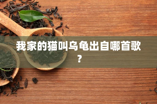 我家的猫叫乌龟出自哪首歌？