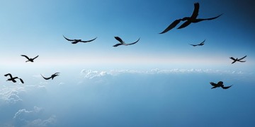 空中飞翔好吗究竟出自哪首歌？