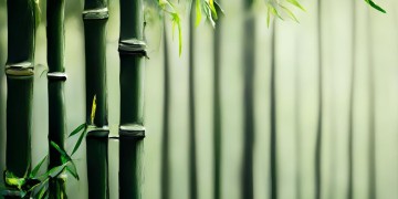 朱竹清到底唱过什么歌？