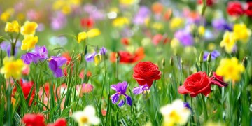 花儿在哪绽放究竟是哪首歌？