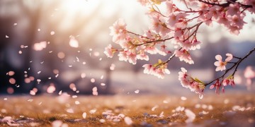 风里也有昨夜的梦究竟是哪首歌？